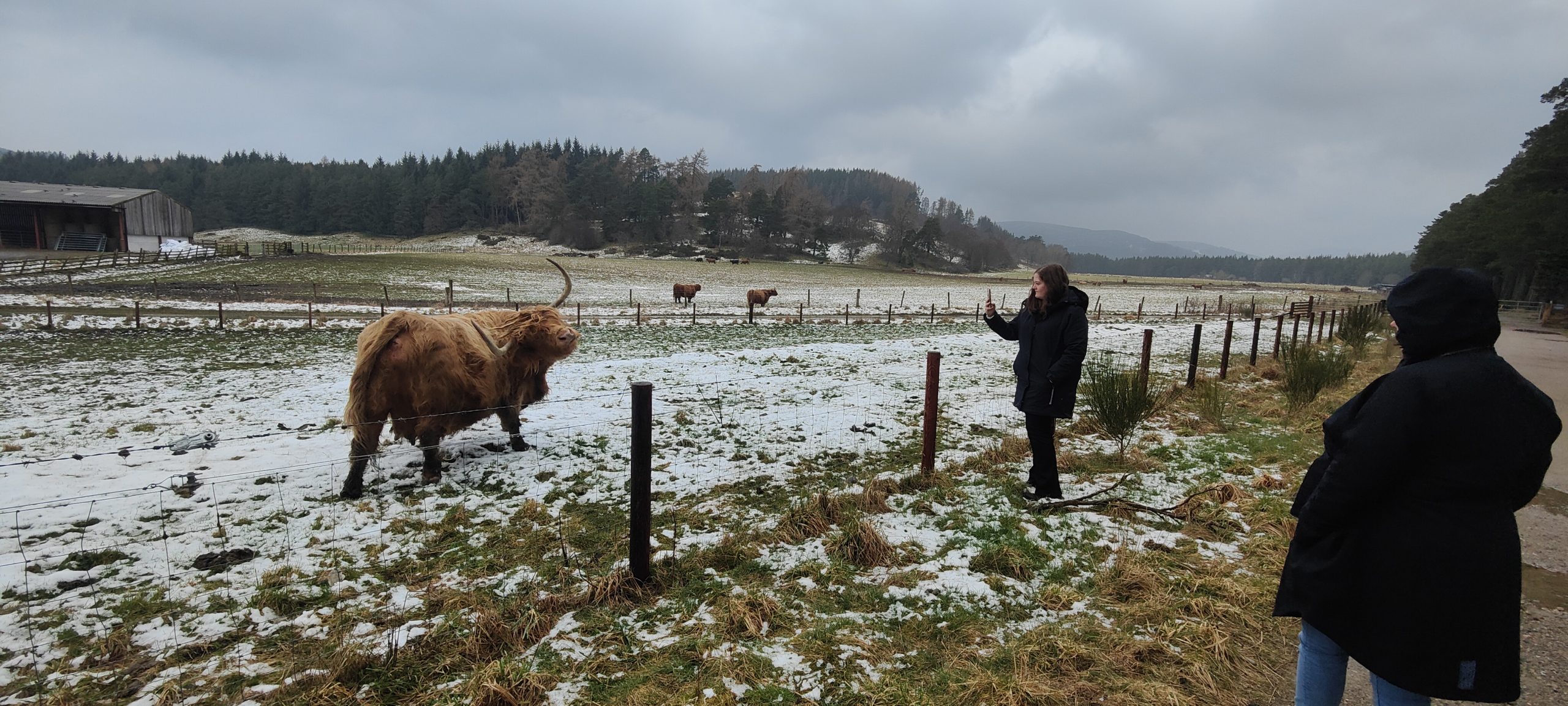 Tour guests meeting Highland cattle in a snowy field