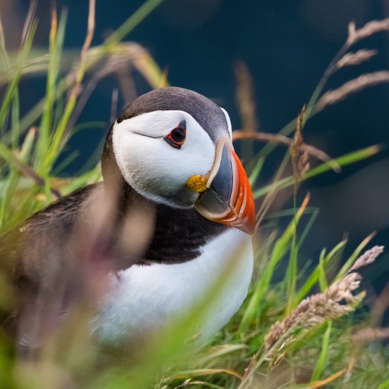 A puffin among coastal grasses