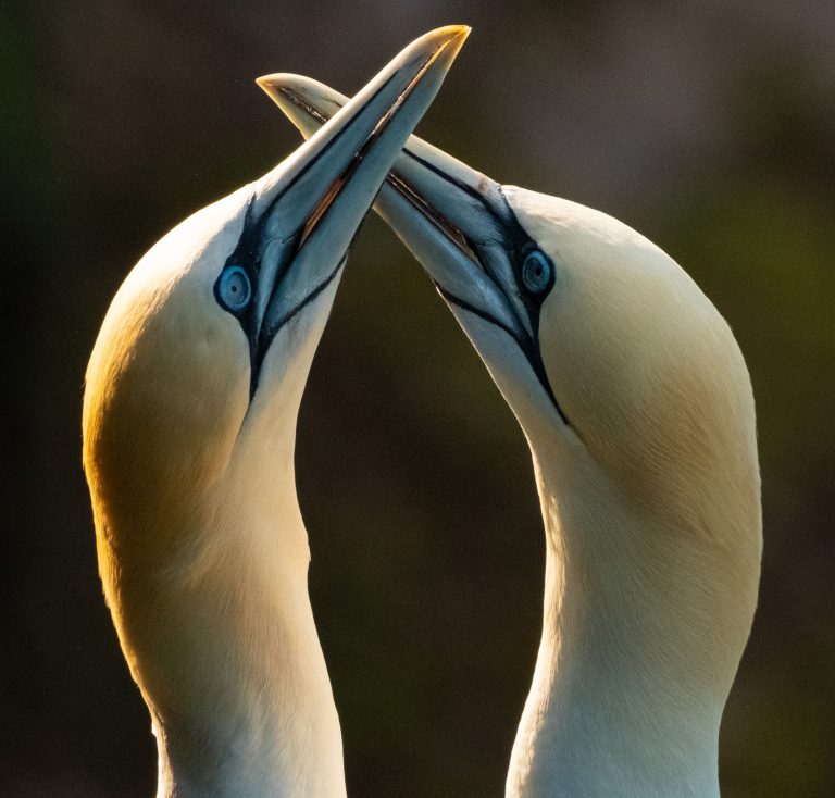 Two gannets on the North East Scotland coast