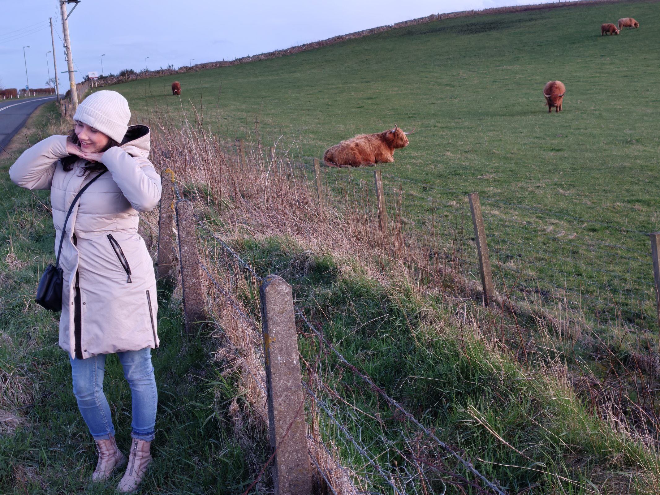 Highland cattle in the Aberdeenshire countryside