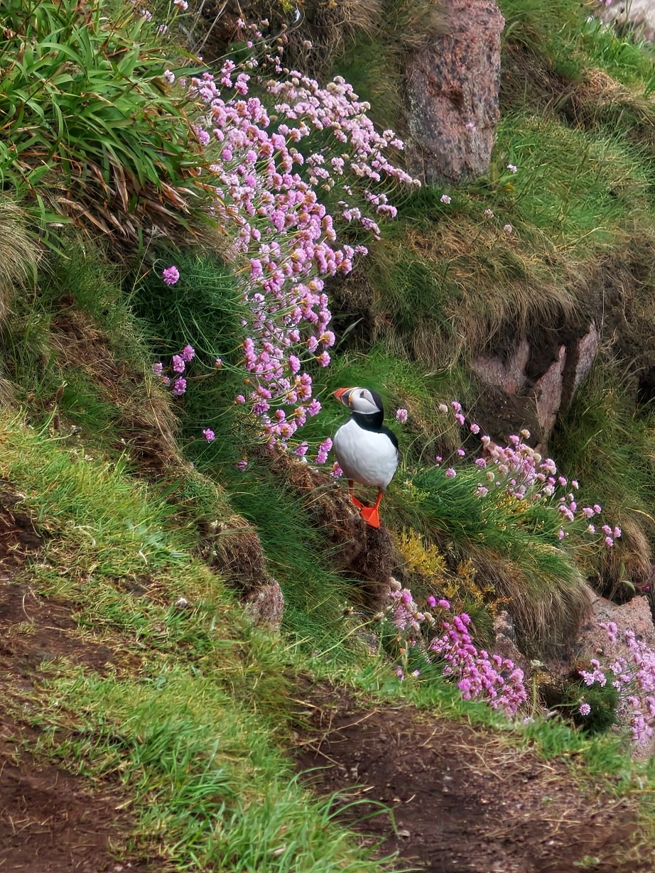 Puffin Hunter gallery image 10