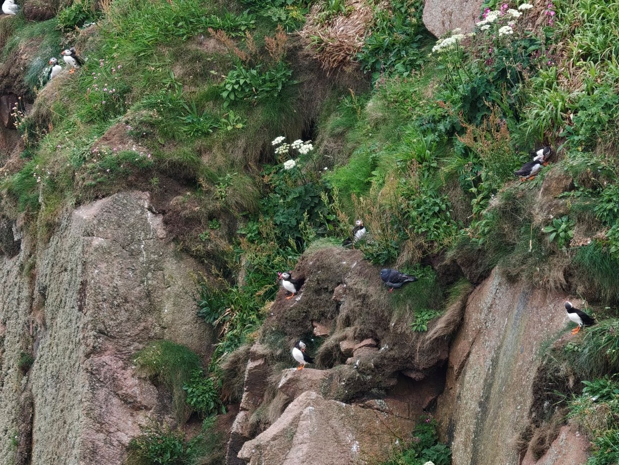 Puffin Hunter gallery image 12