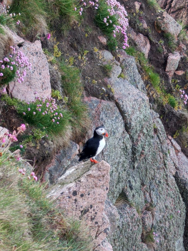 Puffin Hunter coastal photograph 7