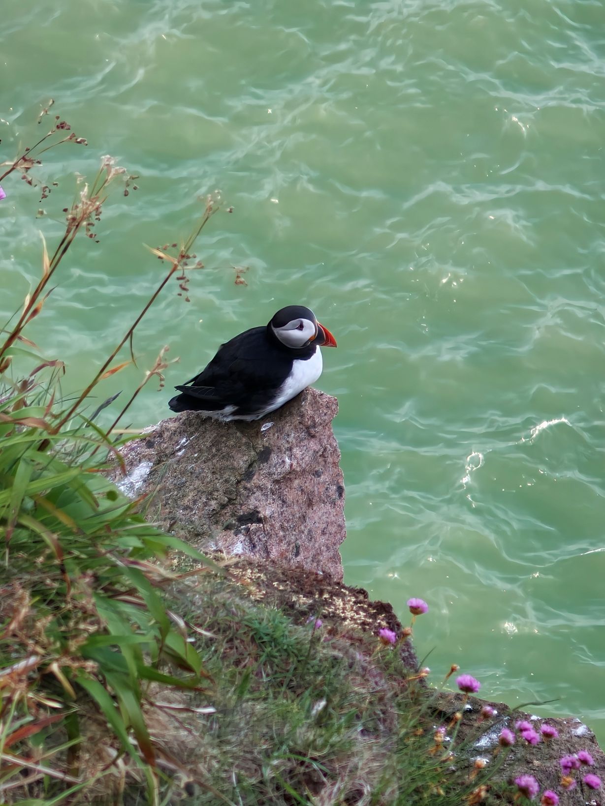 Puffin Hunter gallery image 9