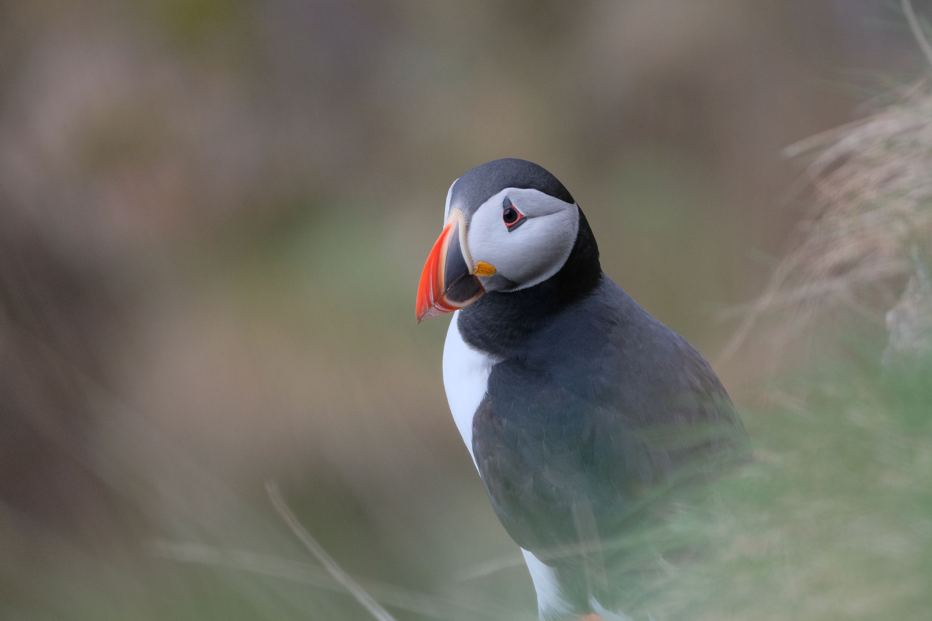 Puffin Hunter photography collection image 1