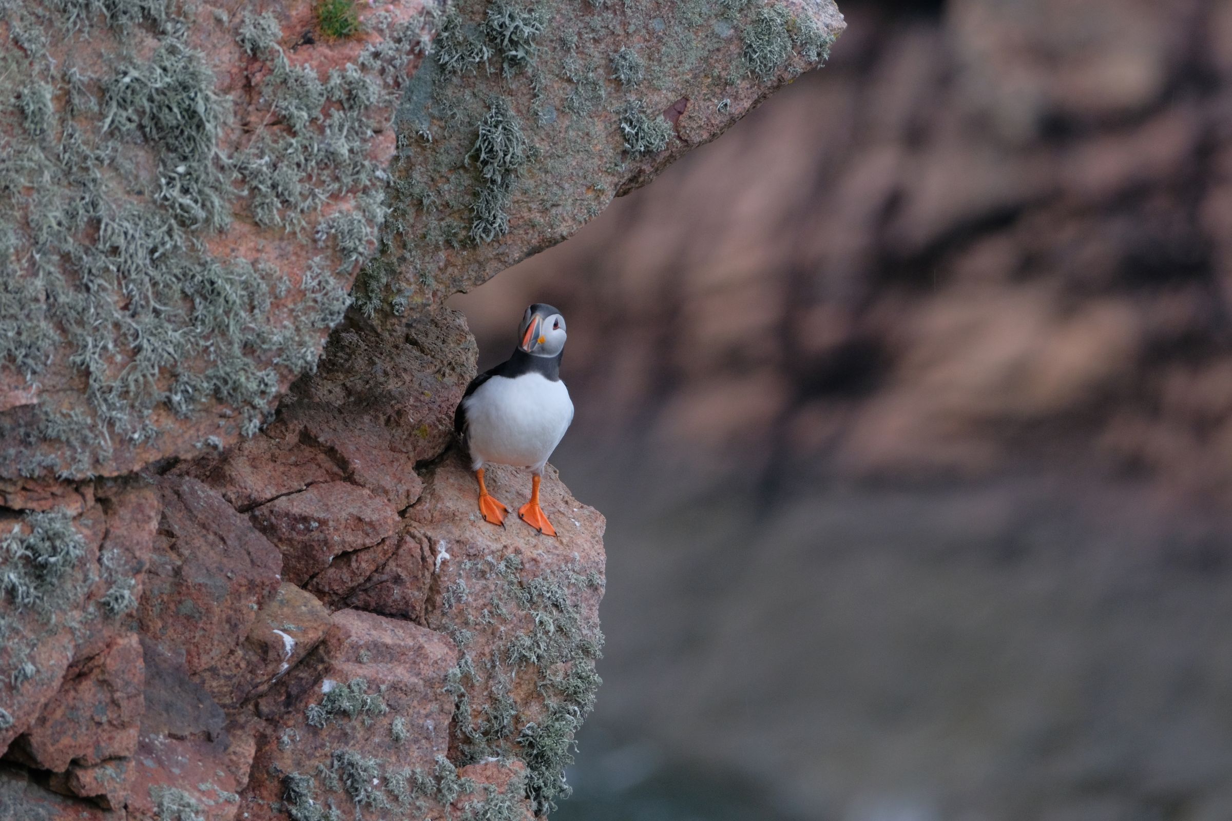 Puffin Hunter photography collection image 2