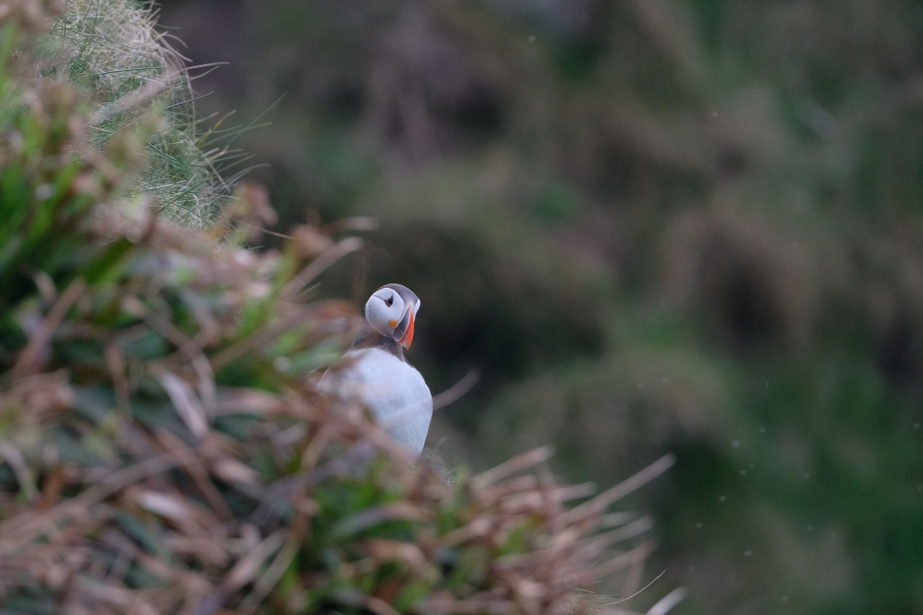 Puffin Hunter photography collection image 3