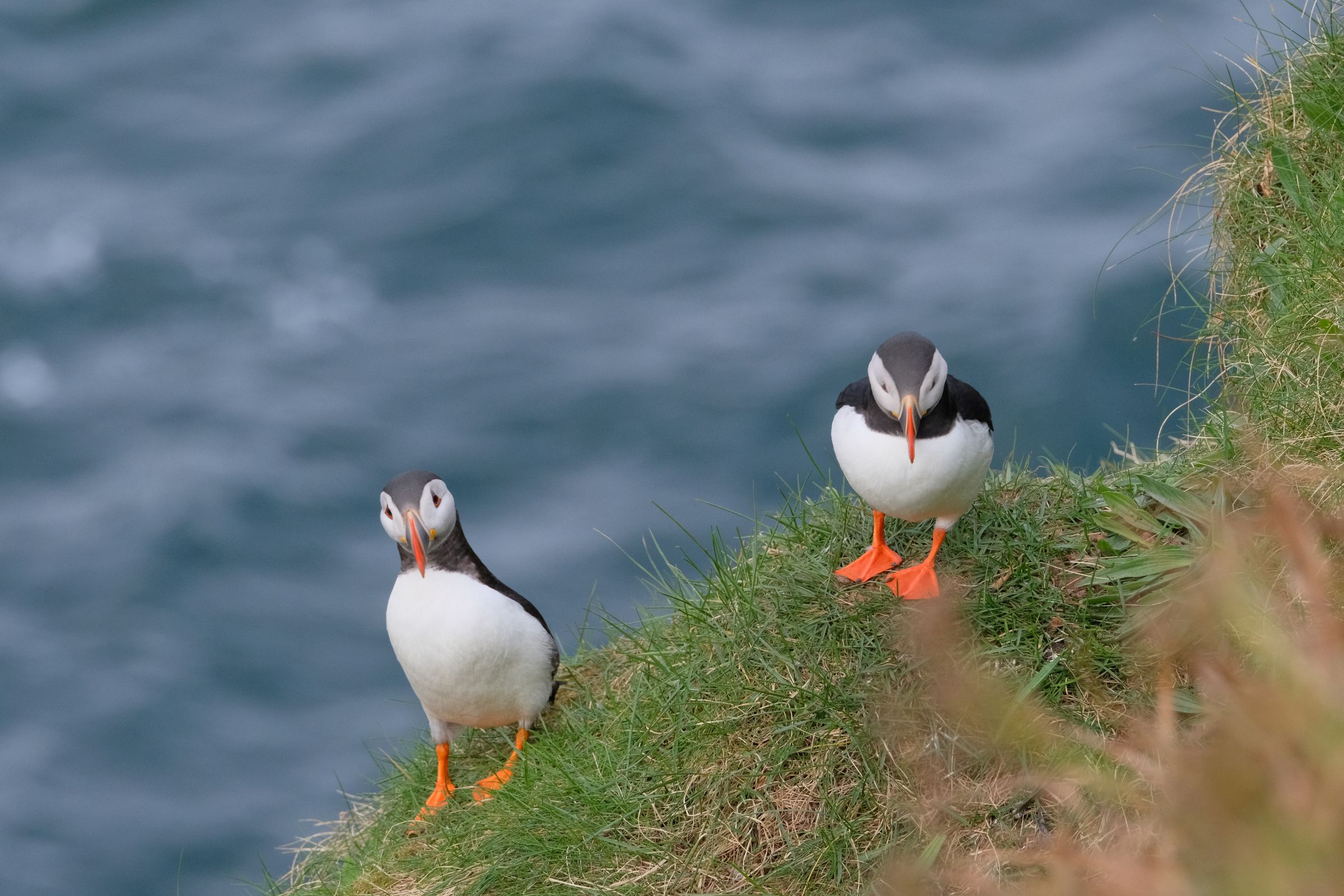 Puffin Hunter photography collection image 4
